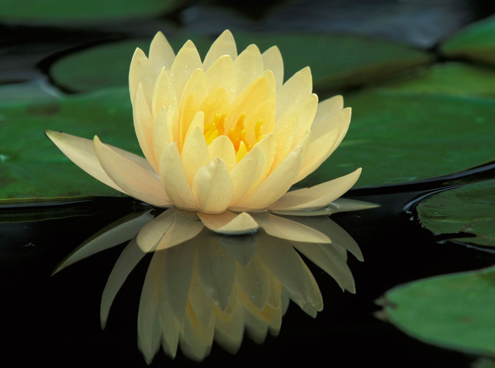 Nelumbo lutea Yellow Lotus North America